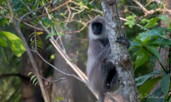 Grå Langur