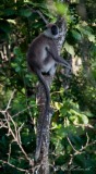 Grå Langur