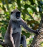 Grå Langur