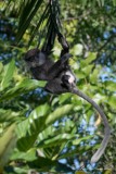 Sri Lanka-Langur / Purple-Faced Langur