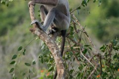 Grå Langur