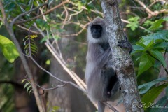 Grå Langur