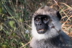 Grå Langur