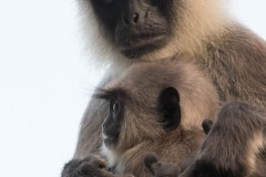 Grå Langur