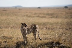 Gepard