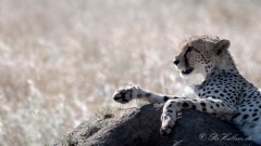 Gepard