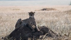 Gepard