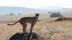 Gepard