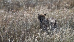 Gepard