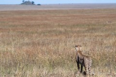 Gepard