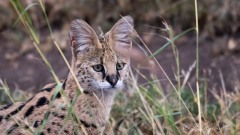 Serval