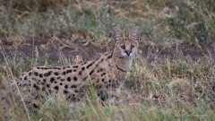 Serval