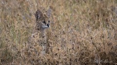 Serval