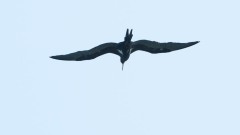 Lille Fregatfugl / Frigatebird