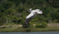 Hvid Pelikan / Great White Pelican