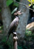 Dværgskarv, Pygmy Cormorant