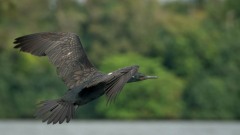 Indisk Skarv / Indian Cormorant