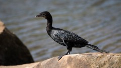 Indisk Skarv / Indian Cormorant