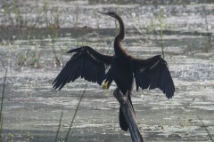 Indisk slangehalsfugl / Darter