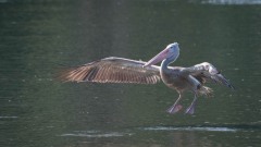 Grå Pelikan / Spot-billed pelican