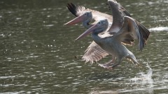 Grå Pelikan / Spot-billed pelican