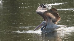 Grå Pelikan / Spot-billed pelican
