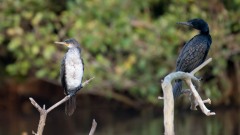Indisk Skarv / Indian Cormorant