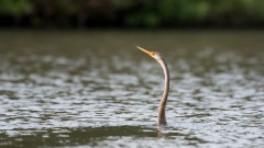 Indisk slangehalsfugl / Darter