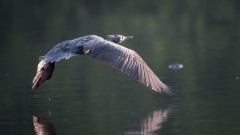 Indisk skarv / Indian Cormorant