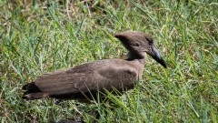 Hamerkop / Hammerhoved,