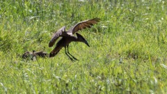 Hamerkop / Hammerhoved,