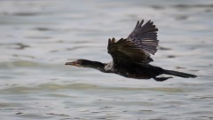 Rørskarv / Long-tailed Cormorant / Reed Cormorant