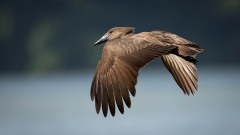 Hamerkop / Hammerhoved,