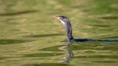 Rørskarv / Long-tailed Cormorant / Reed Cormorant