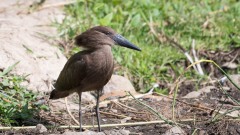 Hammerhoved / Hamerkop