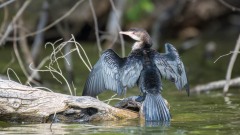 Rørskarv / Long-tailed Cormorant / Reed Cormorant