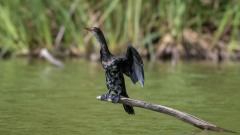 Rørskarv / Long-tailed Cormorant / Reed Cormorant