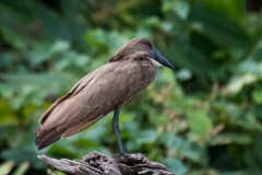 Hamerkop / Hammerhoved,