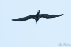 Lille Fregatfugl / Frigatebird