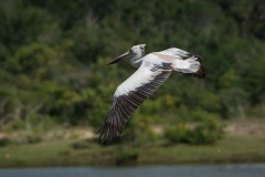 Hvid Pelikan / Great White Pelican