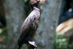 Dværgskarv, Pygmy Cormorant