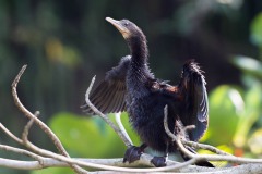 Dværgskarv, Pygmy Cormorant