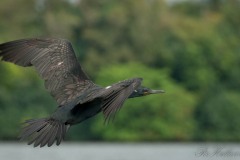 Indisk Skarv / Indian Cormorant