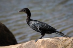 Indisk Skarv / Indian Cormorant