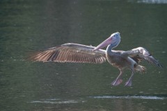 Grå Pelikan / Spot-billed pelican