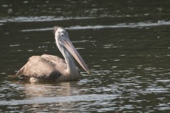 Grå Pelikan / Spot-billed pelican