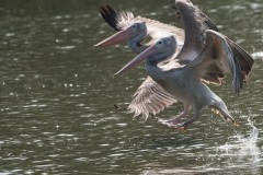 Grå Pelikan / Spot-billed pelican