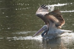 Grå Pelikan / Spot-billed pelican