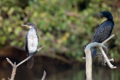 Indisk Skarv / Indian Cormorant