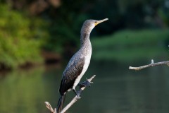 Indisk Skarv / Indian Cormorant